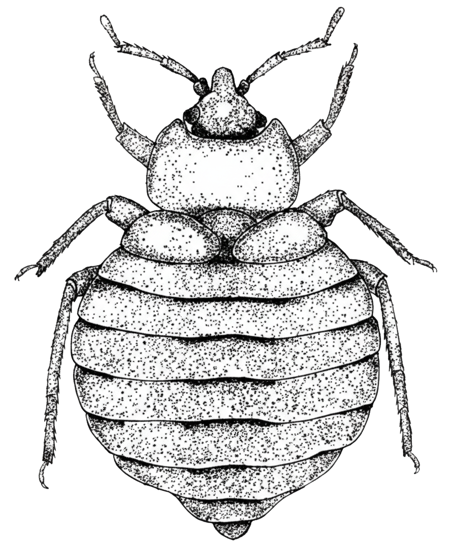 Bedbugmonitor Logo